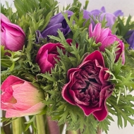 Immagine di ANEMONE PRIMA