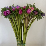 Immagine di ANEMONE PRIMA