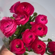 Immagine di RANUNCOLO  EX 