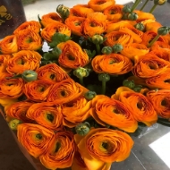 Immagine di RANUNCOLO  EX 