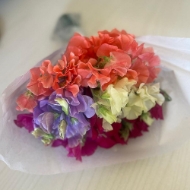 Immagine di PISELLO ODOROSO MIX (LATHYRUS)