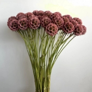 Picture of SCABIOSA STELLATA FRESCA 