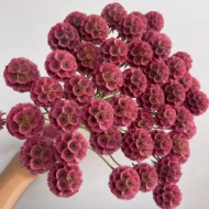 Picture of SCABIOSA STELLATA FRESCA 