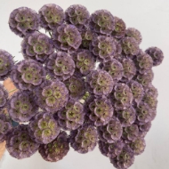 Picture of SCABIOSA STELLATA FRESCA 