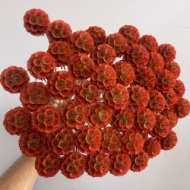 Picture of SCABIOSA STELLATA FRESCA 