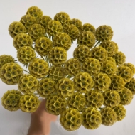 Picture of SCABIOSA STELLATA FRESCA 