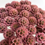 Picture of SCABIOSA STELLATA FRESCA 