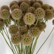 Picture of SCABIOSA STELLATA FRESCA 