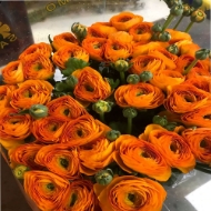 Picture of RANUNCOLO CLONE PRIMA