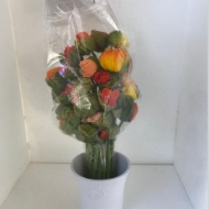 Immagine di PAPAVERO MIX EX