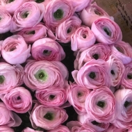 Picture of RANUNCOLO CLONE EX