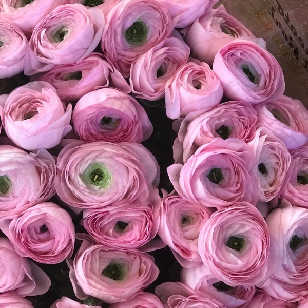 Picture of RANUNCOLO CLONE EX