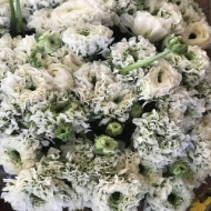 Immagine di RANUNCOLO PON PON EX