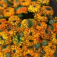 Immagine di RANUNCOLO PON PON EX