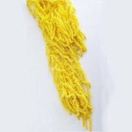 Immagine di AMARANTO CAUDATUS COLORATO