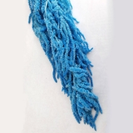 Immagine di AMARANTO CAUDATUS COLORATO