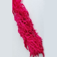 Immagine di AMARANTO CAUDATUS COLORATO