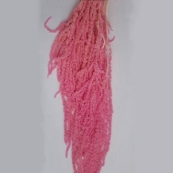 Immagine di AMARANTO CAUDATUS COLORATO