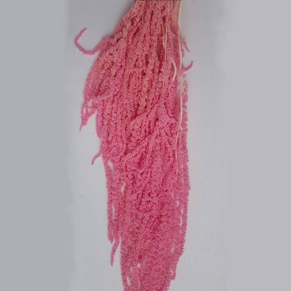 Immagine di AMARANTO CAUDATUS COLORATO