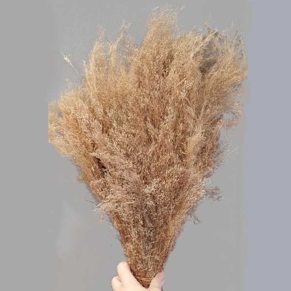 Immagine di AGROSTIS NATURALE
