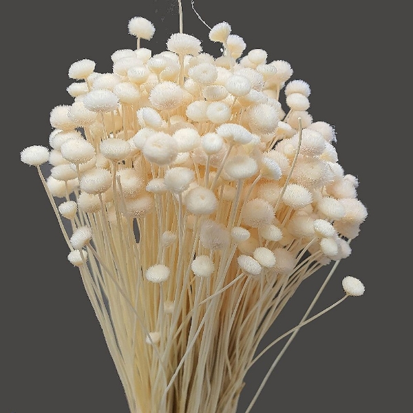 Picture of AMARALLINO SBIANCATO