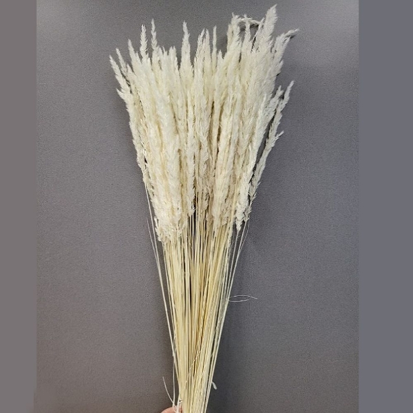 Image de AVENA SBIANCATA