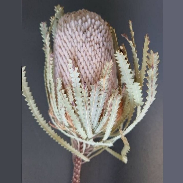 Image de BANKSIA NATURALE