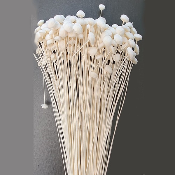 Image de BOTAO SBIANCATO