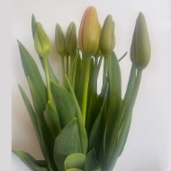 Picture of TULIPANI (PRODUZIONE FRANCIA)