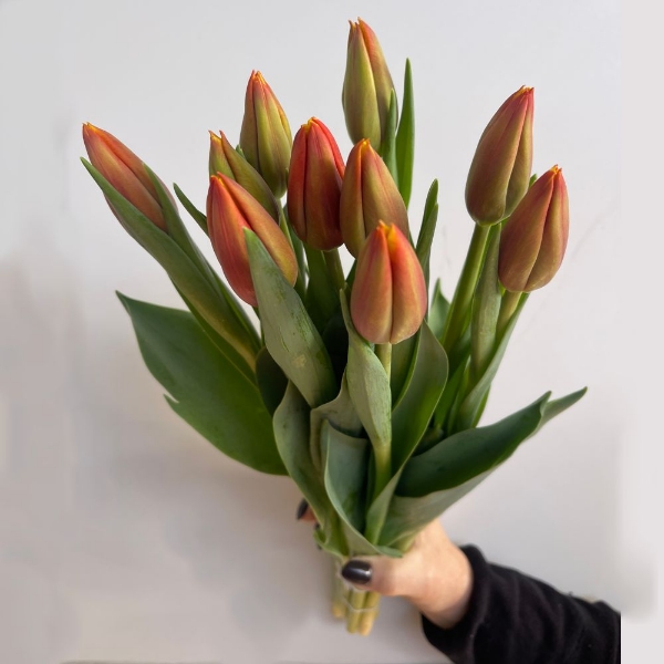 Immagine di TULIPANI (PRODUZIONE ITALIA)