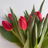 Immagine di TULIPANI (PRODUZIONE ITALIA)