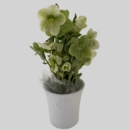 Image de ELLEBORO (Helleborus)
