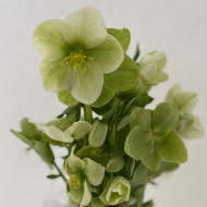 Image de ELLEBORO (Helleborus)