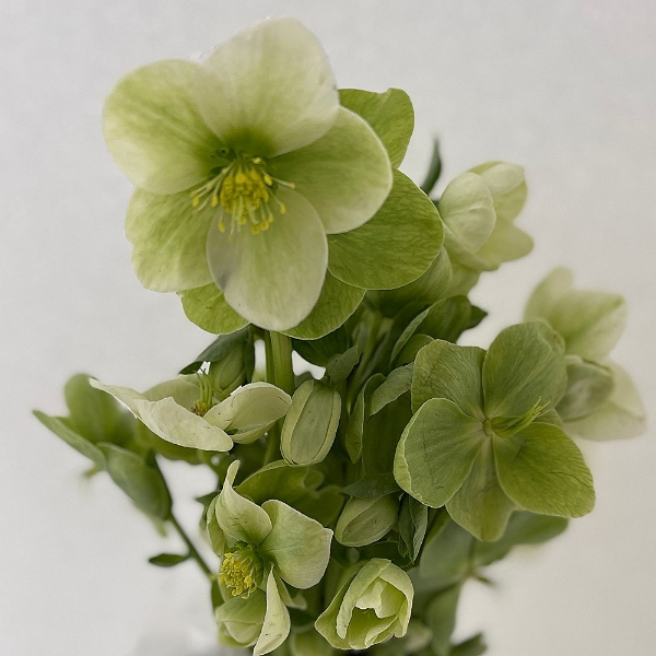 Image de ELLEBORO (Helleborus)