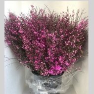 Immagine di GINESTRA FIORITA  COLORATA 