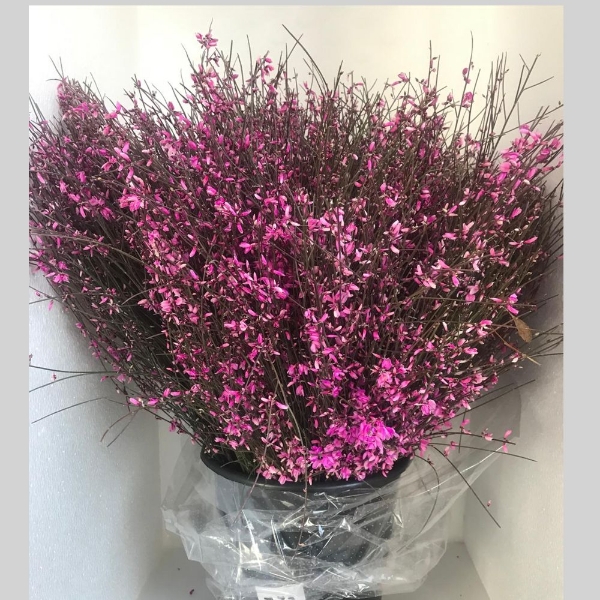 Immagine di GINESTRA FIORITA  COLORATA 