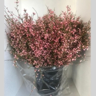 Immagine di GINESTRA FIORITA  COLORATA 