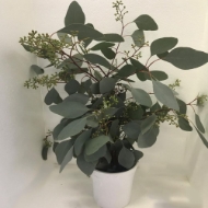 Immagine di EUCALYPTUS  POPULUS BACCHE 