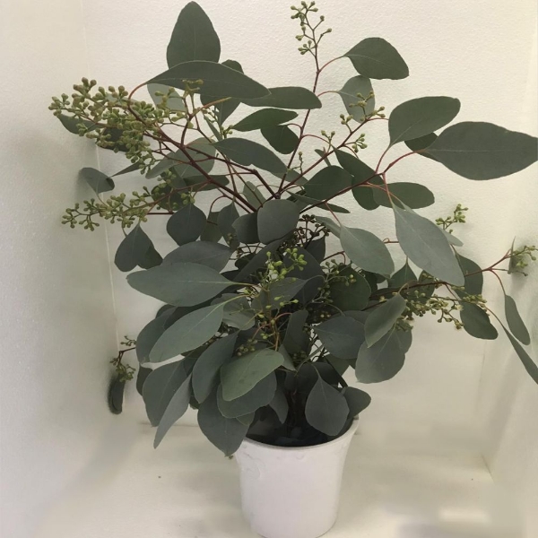 Immagine di EUCALYPTUS  POPULUS BACCHE 