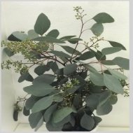 Immagine di EUCALYPTUS  POPULUS BACCHE 