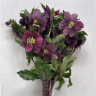 Image de ELLEBORO (Helleborus)