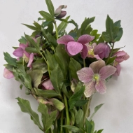Image de ELLEBORO (Helleborus)