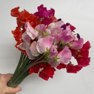 Immagine di PISELLO ODOROSO MIX (LATHYRUS)