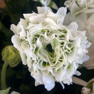 Immagine di RANUNCOLO PON PON EX