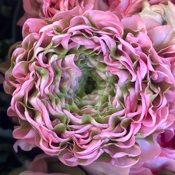 Immagine di RANUNCOLO PON PON EX