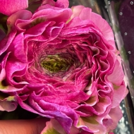 Immagine di RANUNCOLO PON PON EX