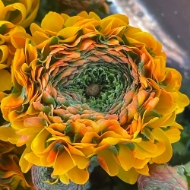 Immagine di RANUNCOLO PON PON EX