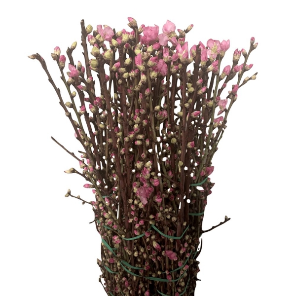 Immagine di PESCO FIORITO ROSA 120