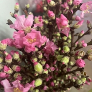 Immagine di PESCO FIORITO ROSA 120