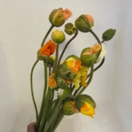 Immagine di PAPAVERO MIX EX